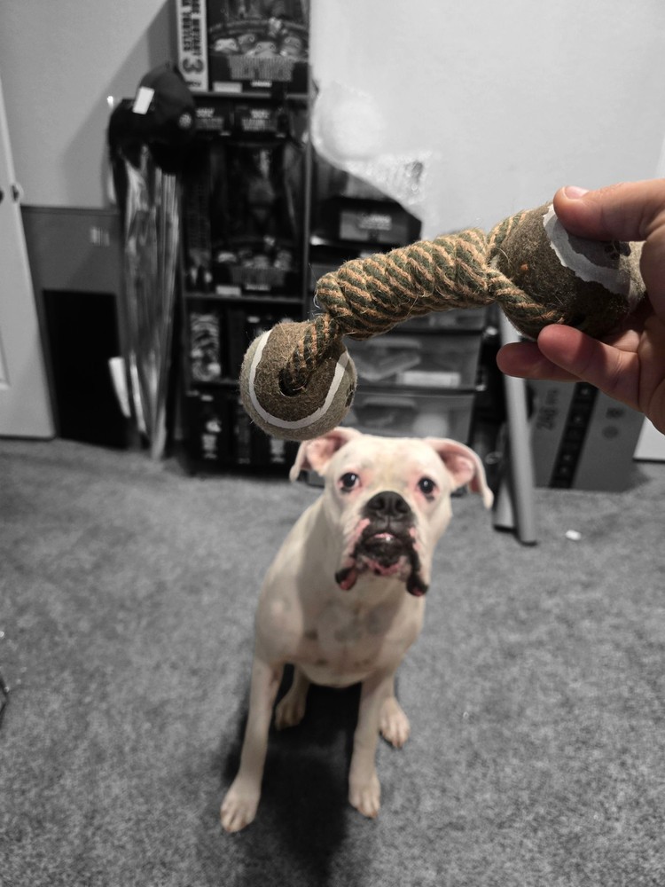 Tug/fetch Rope