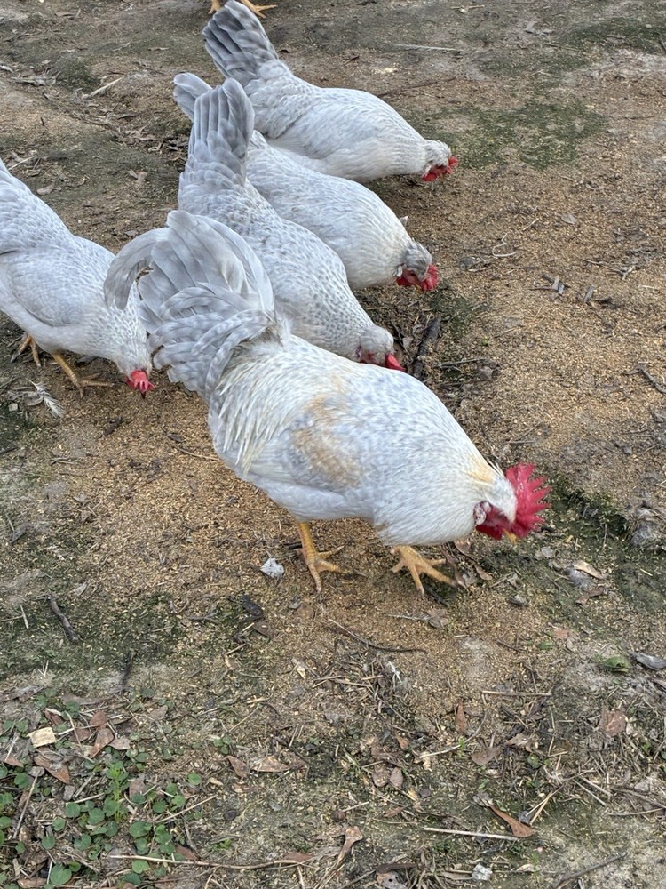 Opal leg bar hatching eggs  Npip/Ai clean