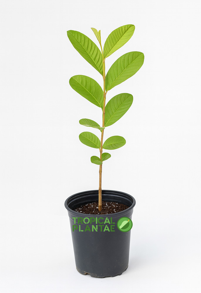 Indonesian Seedless Guava Tree – Live Tropical Fruit Tree – Premium Variety