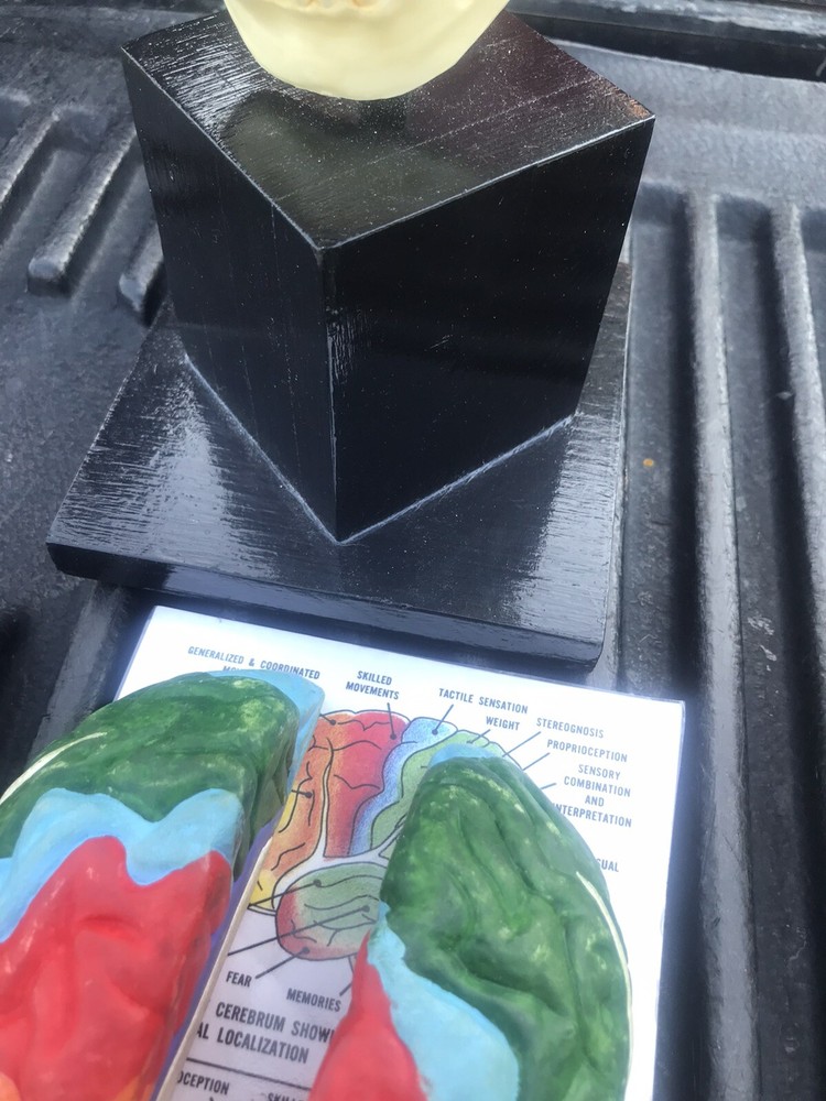 Human Skull Model,4 Part Human Brain with stand