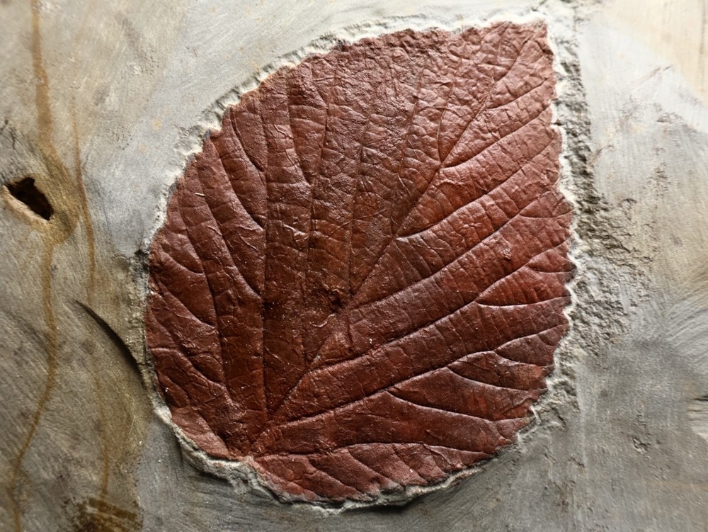 Gorgeous Leaf Fossil, Glendive, Montana