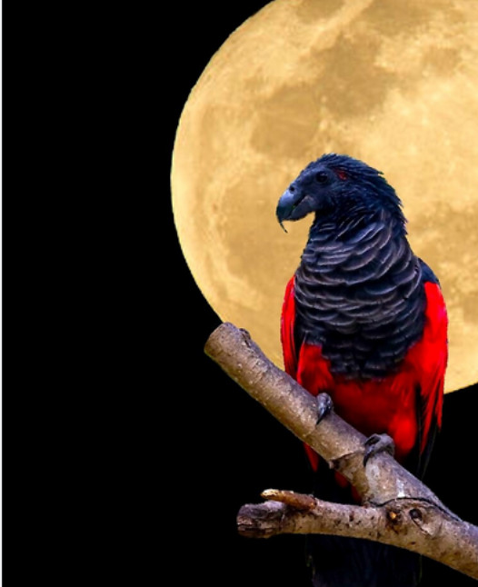 ⭐Adopt Picks Pets Items Halloween