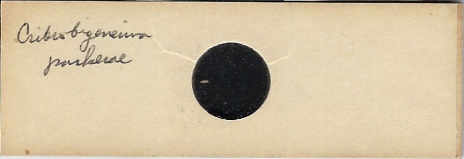 Foraminifera Cribrogenerina parkerea Microfossil Microscope Slide