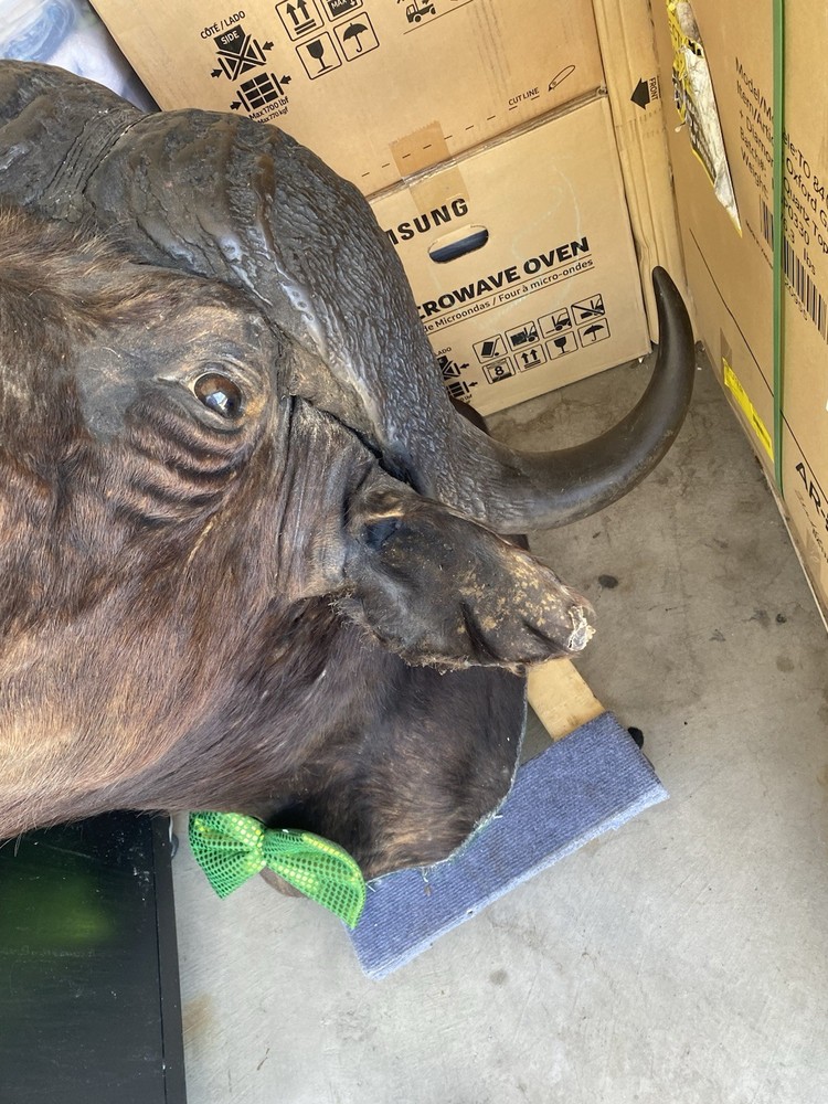 Cape Buffalo Head/shoulder mount