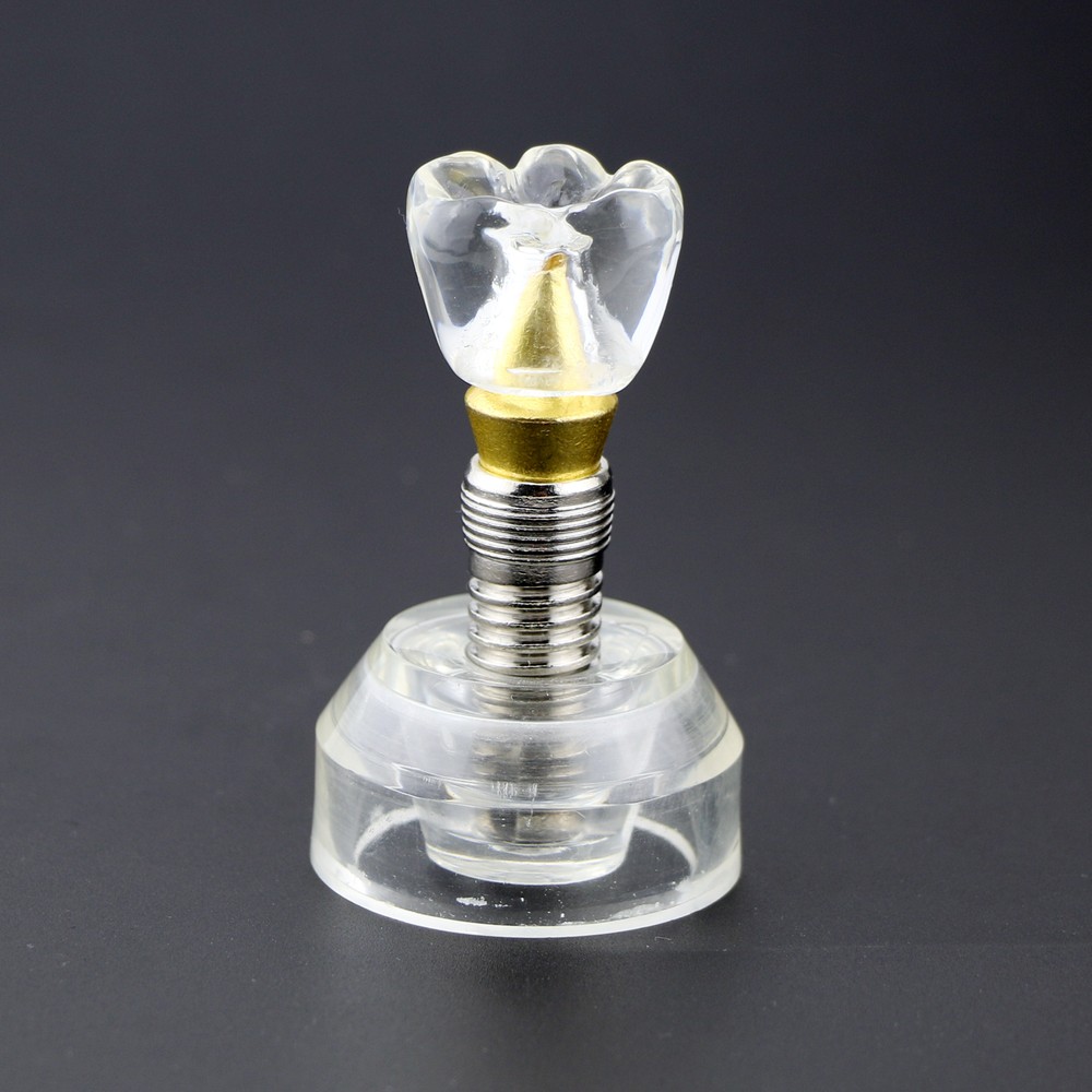 Dental Implant Model Demonstration Teeth Study Teaching Anatomical Model #2020