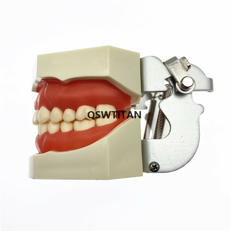 Dental teeth Model for Dental phantom head teeth model for Teaching tooth model