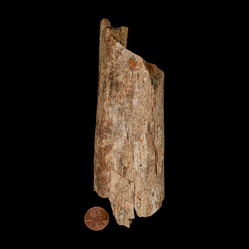 6.3" Corythosaurus Fossil Limb Bone Section Judith River Cretaceous Dinosaur COA