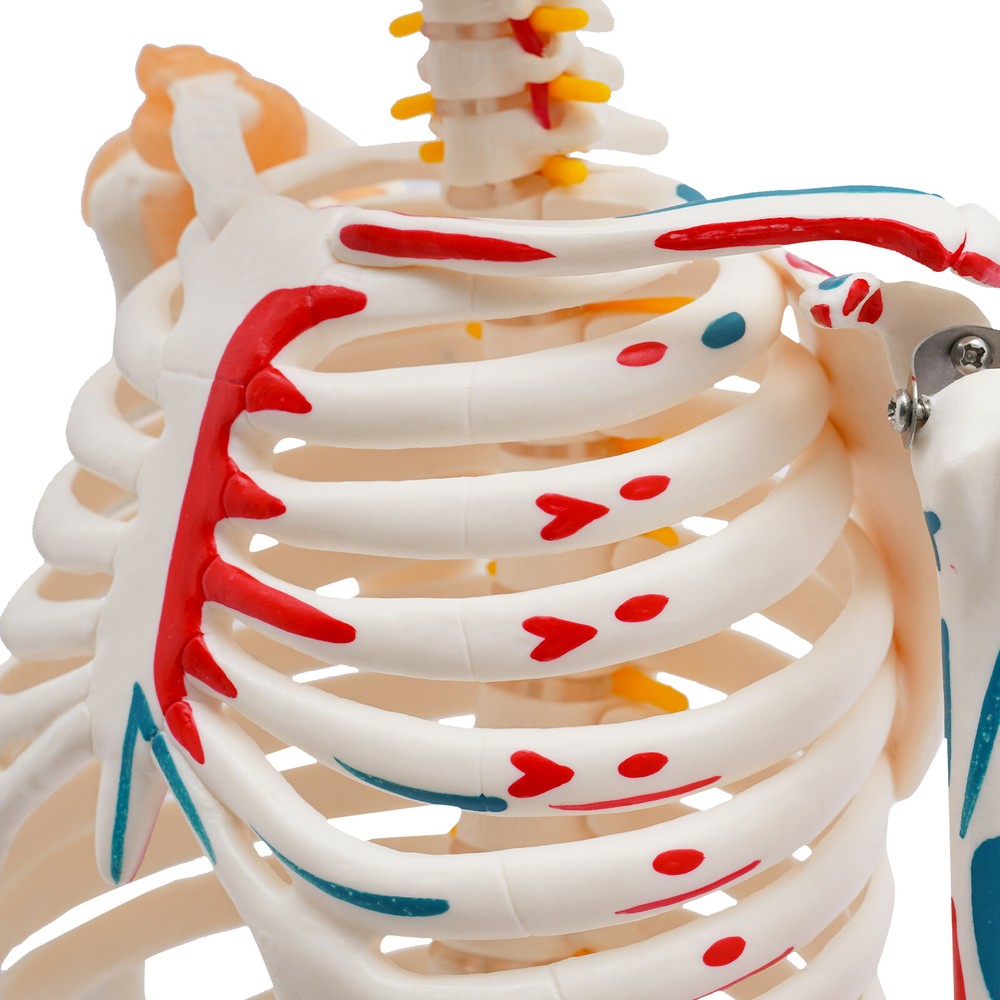 NEW 34" Modern Hanging Style Human Skeleton Model Includes Joint Ligaments White