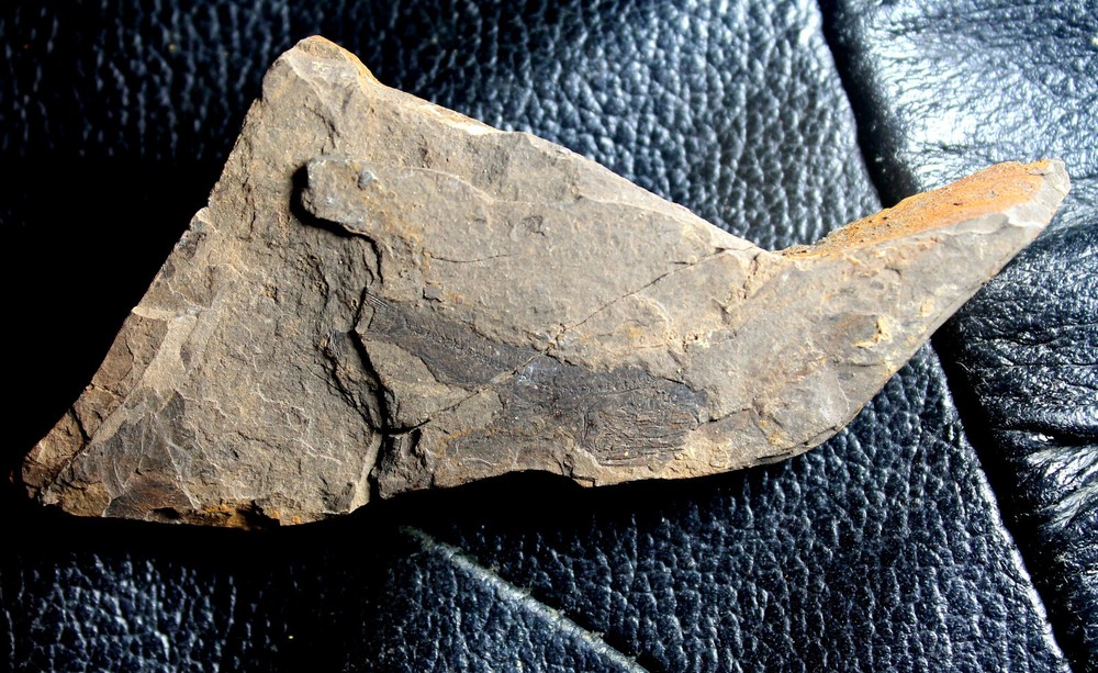 Eomyctophum sp. - Oligocene fossil fish