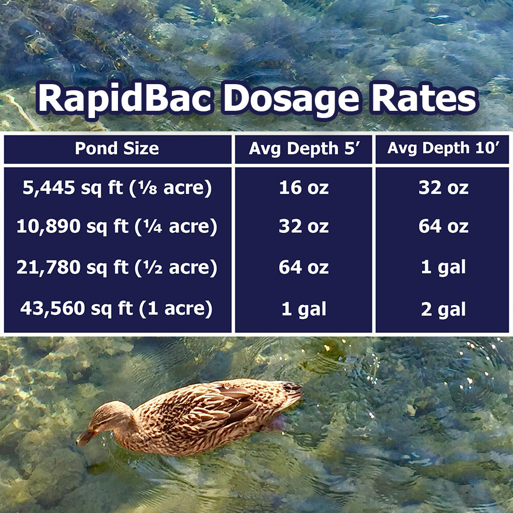 RapidBac Pond Bacteria 1 gal