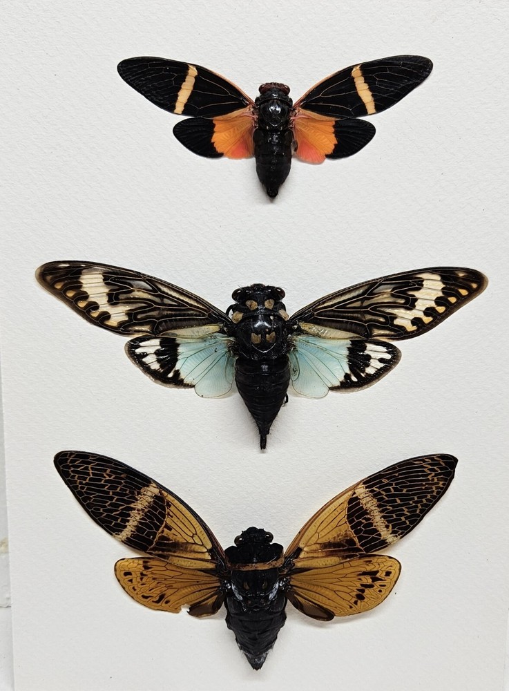 Real framed cicada display from Southeast Asia in custom shadowbox #10