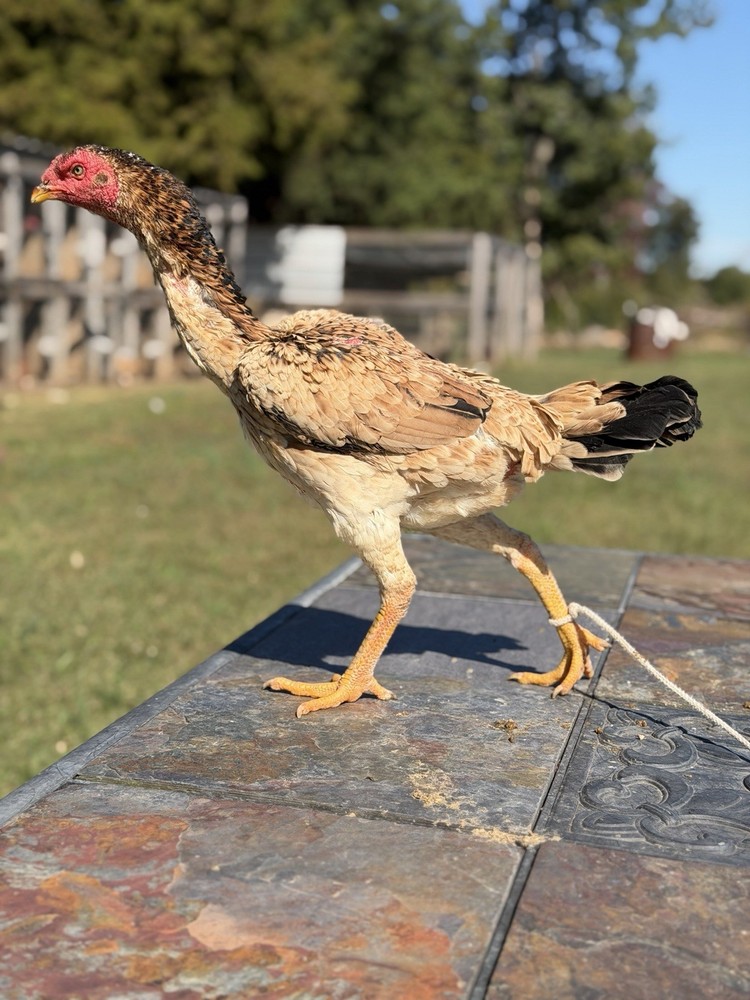 Japanese Chicken Hatching eggs