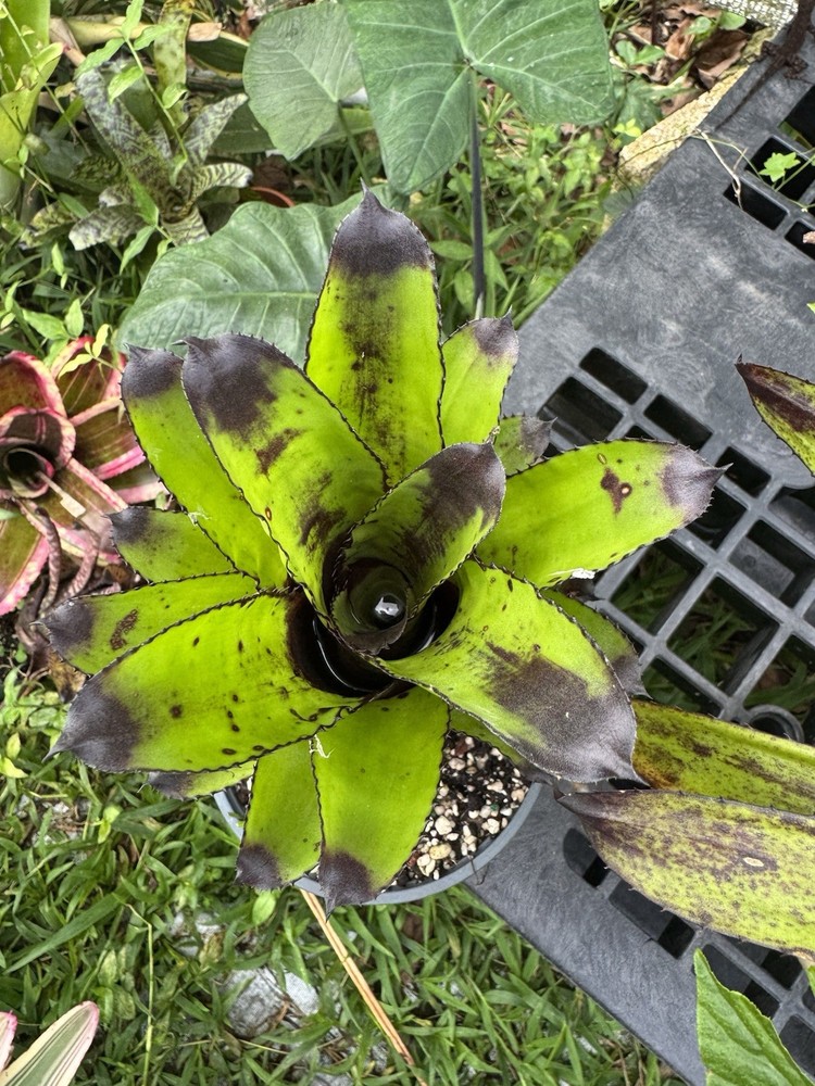 Aechmea ‘Canistrum Triangulare ’ Bromeliad