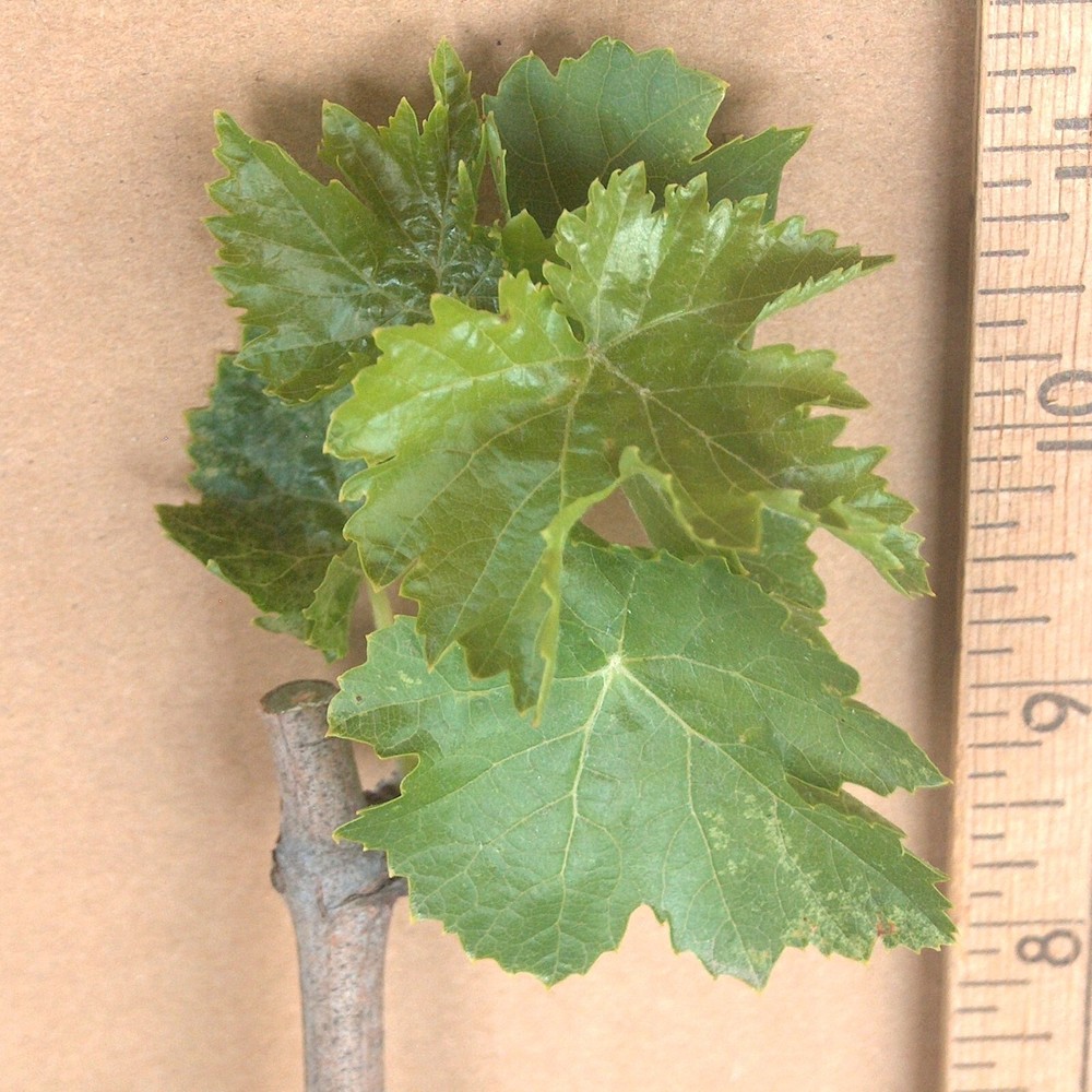 T215A Lady Finger Black Seedless Bare Root Vine Moon Drop Plant Long Table Grape