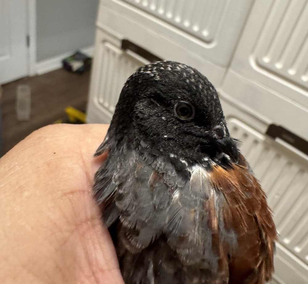 40+ Button Quail Hatching Eggs Multiple Colors