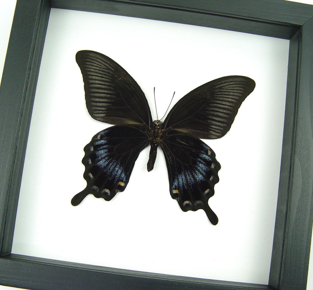 Giant Black Gothic Butterfly Papilio Ascalaphus Framed Swallowtail Classic Black