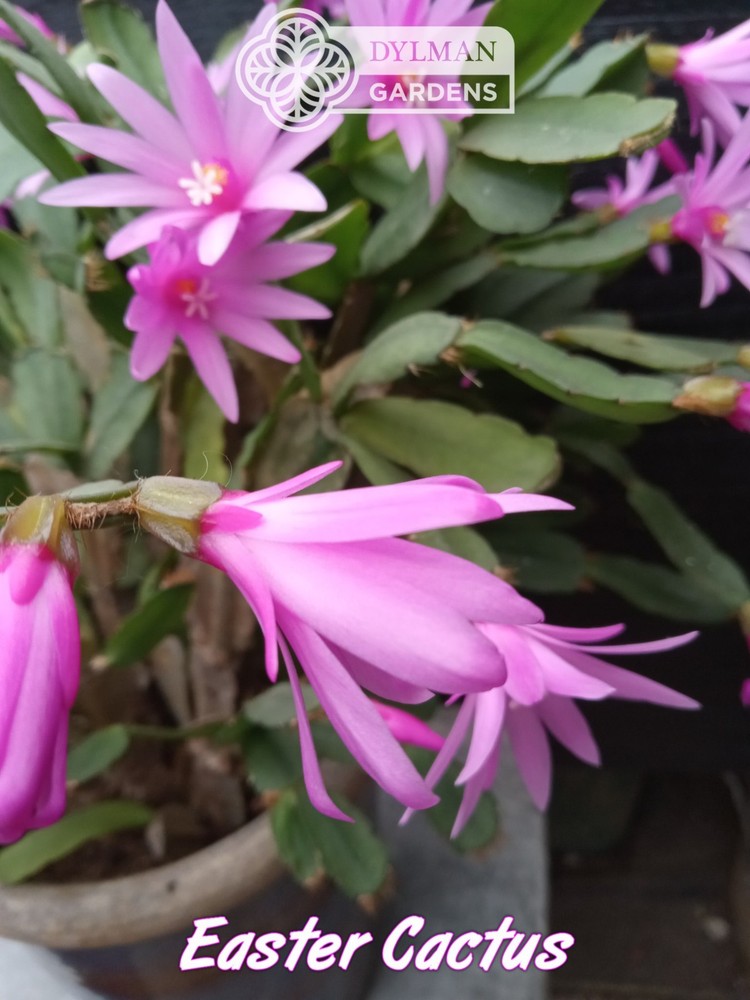 Easter Cactus (Rhipsalidopsis x graeseri) Whitsun Cactus - Multiple Sizes