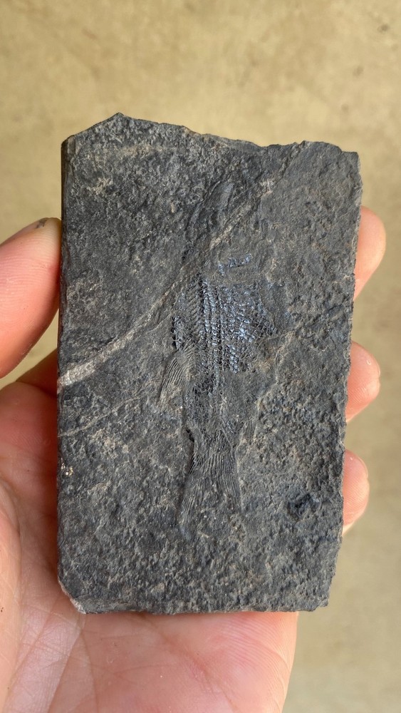 Unique and authentic fossilized fish like stone A21