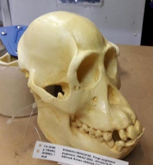 JUVENILE ORANGUTAN SKULL REPLICA