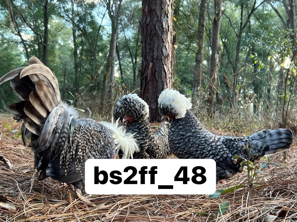 6 Cuckoo Polish Bantam Hatching Eggs (Read Description!!!)