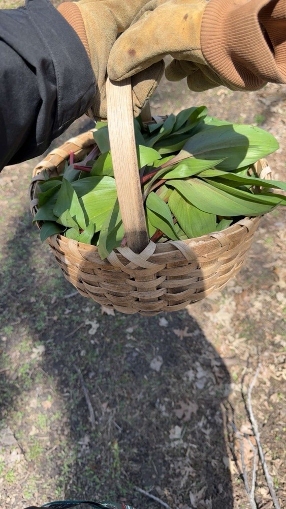 Fresh Ramps/Wild leeks