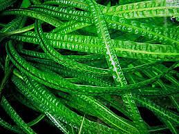 Cryptocoryne Crypt Balansae Large