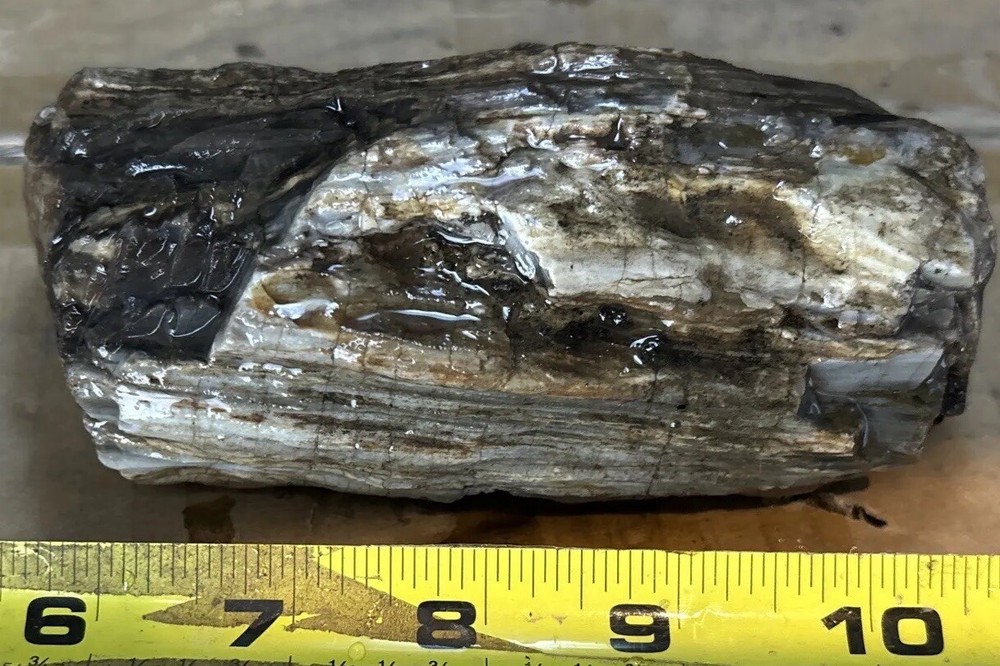 Silver Creek Junction petrified wood