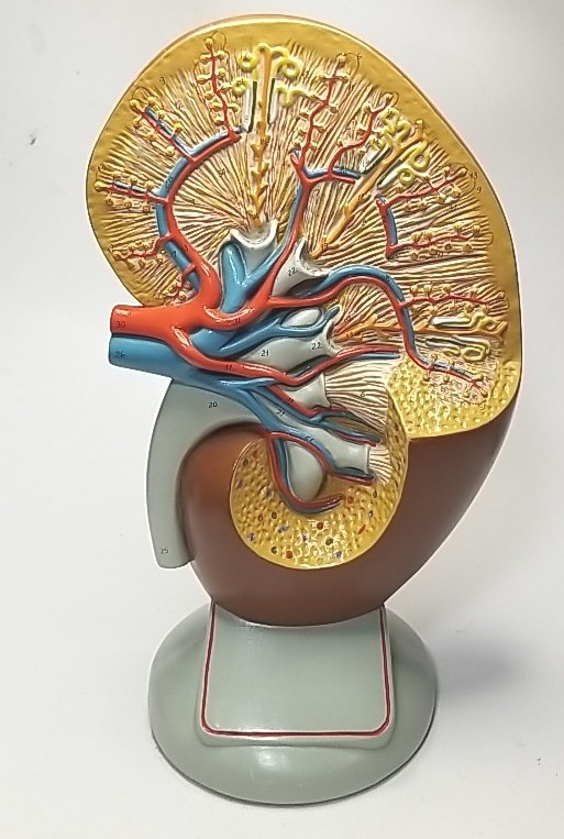 Human Kidney Model