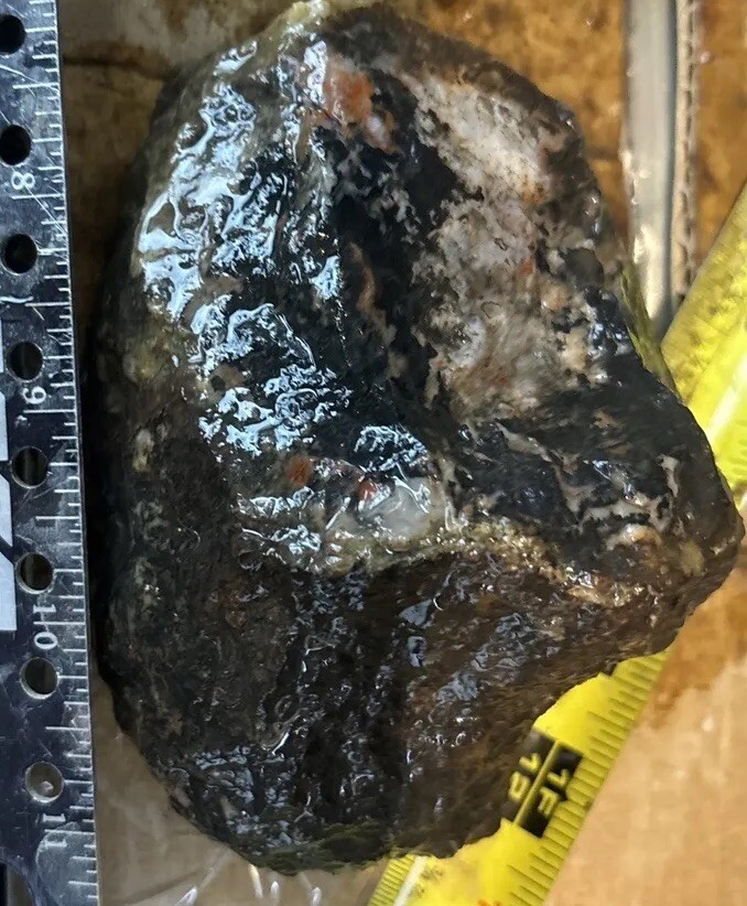 Coprolite fossil
