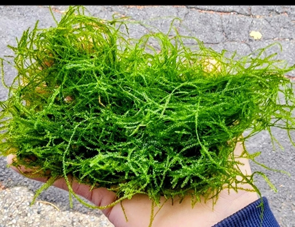 Pest Free Java Moss