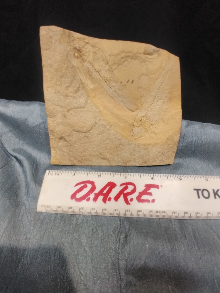 FOSSIL FISH DOUBLE PLATE