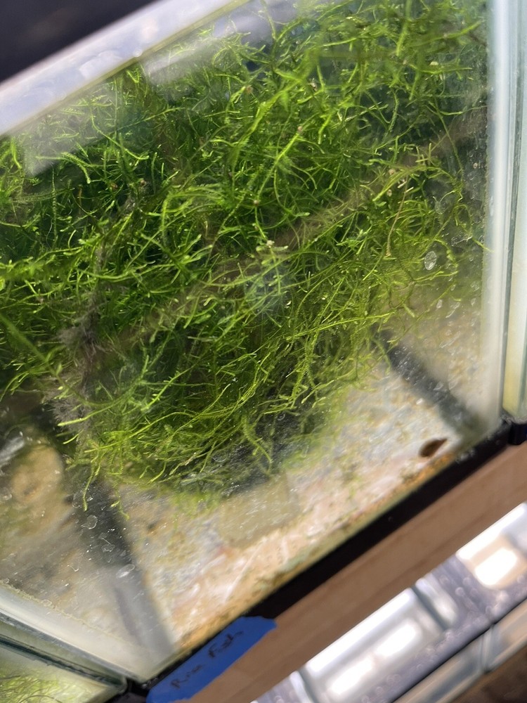 Aquarium live Plant Java Moss