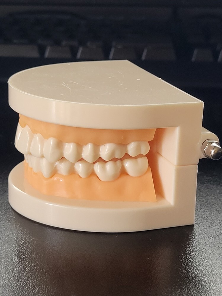 Dental Typodont Study Model - Fixed Teeth