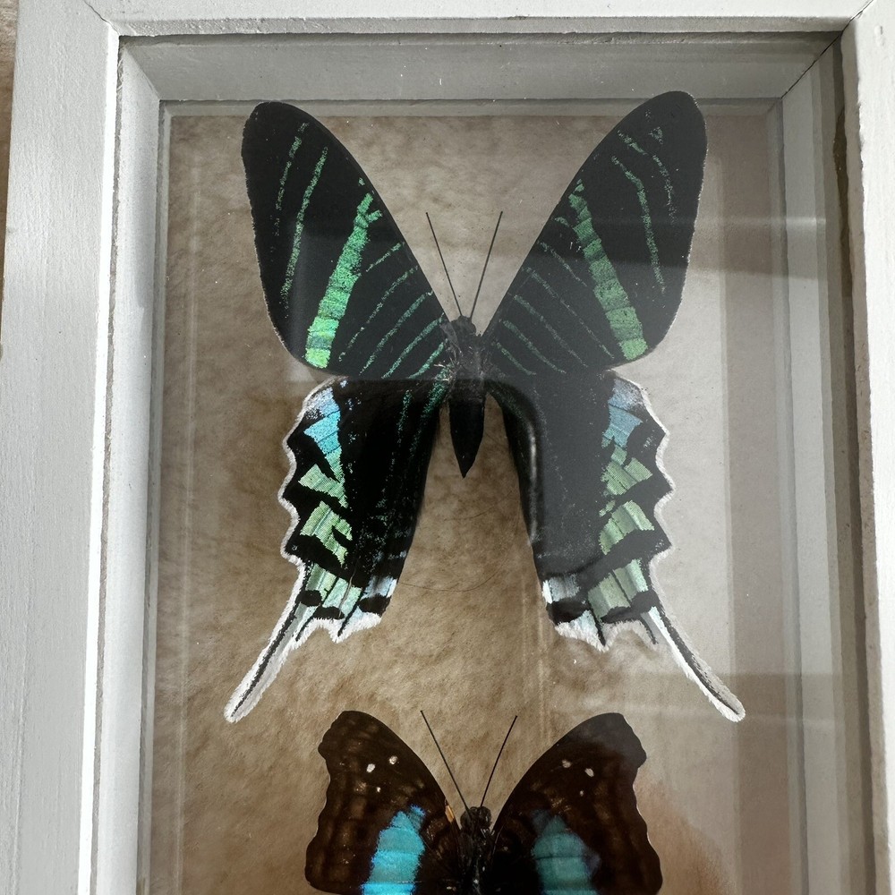 Real Framed Butterfly Specimen Display Shadow Box Swallowtail Entomology Art