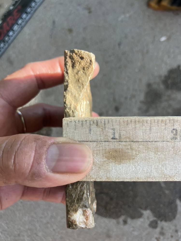 Fossil Stone Slab - End Cut (Fluorescent Under UV Light)