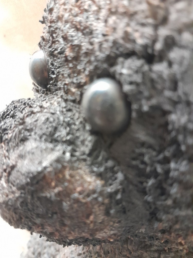 Brown Bear / Haunted Doll / READ DESCRIPTION