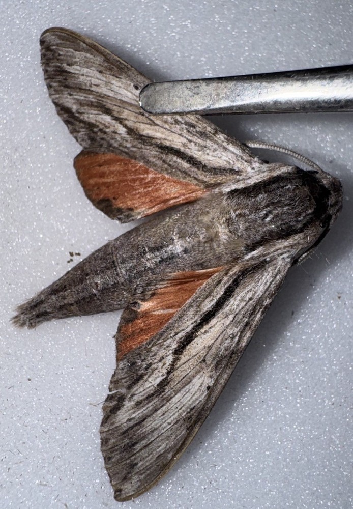 OSCURE SPHINX MOTH A- BY SEPT FL 2025