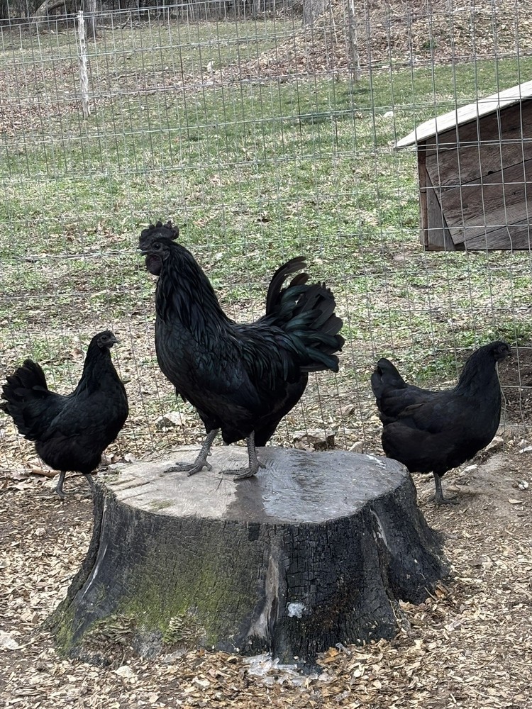 Ayam Cemani Fertilized Hatching Eggs 12 Pack