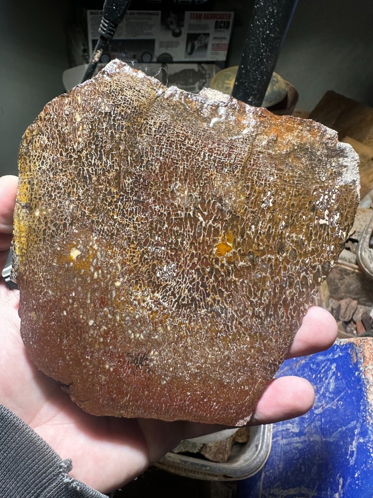 Dinosaur bone rough **hxtled slab.