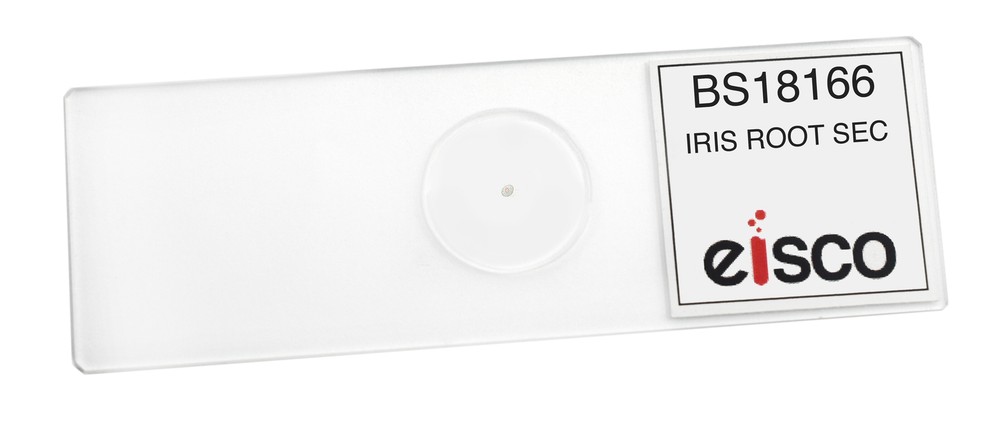 Iris Root, Typical Monocot - CS - Prepared Slide - 75x25mm - Eisco Labs
