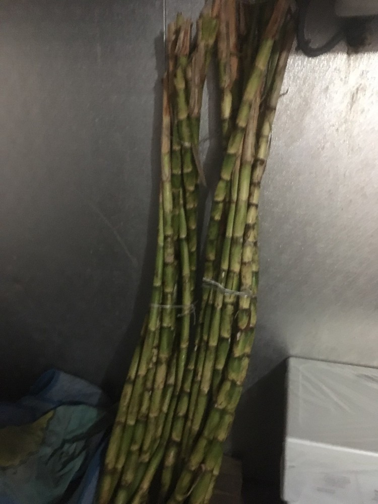 Fresh Sugarcane (5 lbs) Sugar Cane