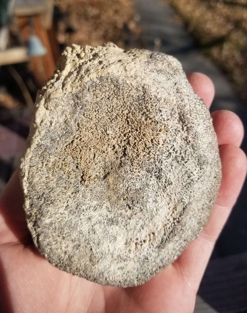 Nice Stegosaurus Vertebra Agatized Split Polished Multicolor Solid Morrison 2+Lb