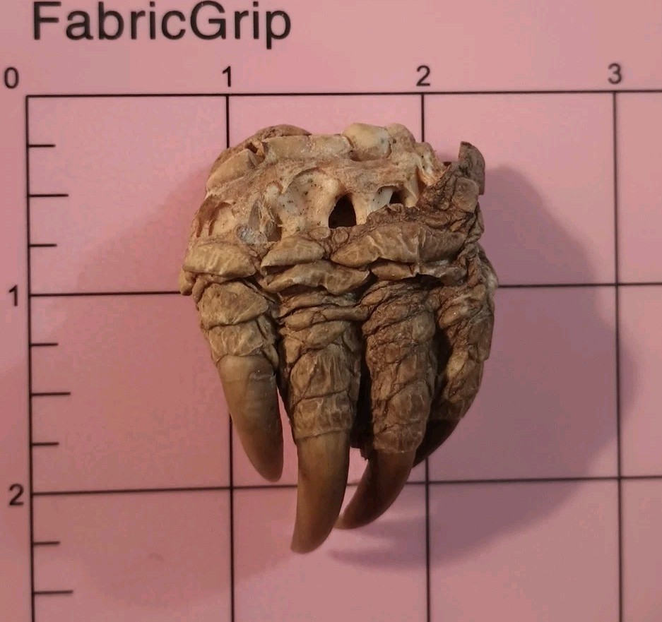 Snapping Turtle Claw Foot
