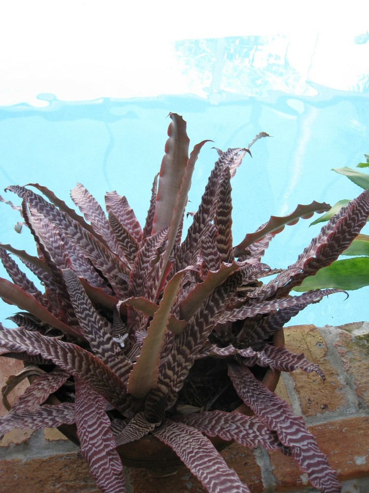 Cryptanthus PHEASANT TAIL Bromeliad one tropical plant *MEDIUM*