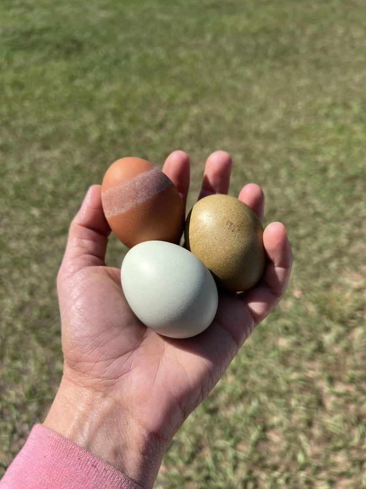 Olive Egger Hatching Eggs 1 dozen (12 + extra)