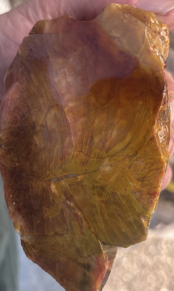 Colorful petrified wood