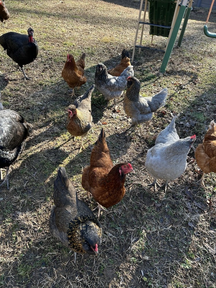 12 Rainbow Barnyard Mix Hatching Eggs