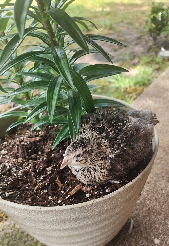 100+ Celadon Coturnix Quail Hatching Eggs