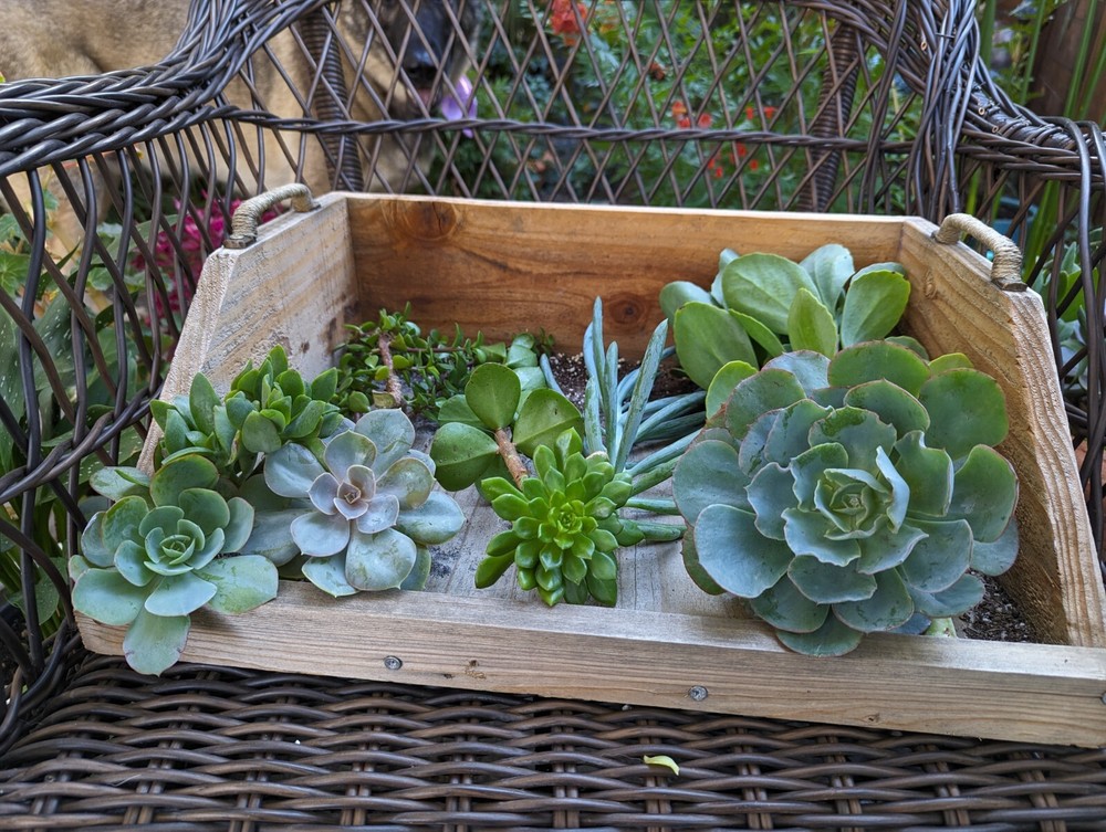 Wood Planting Tray