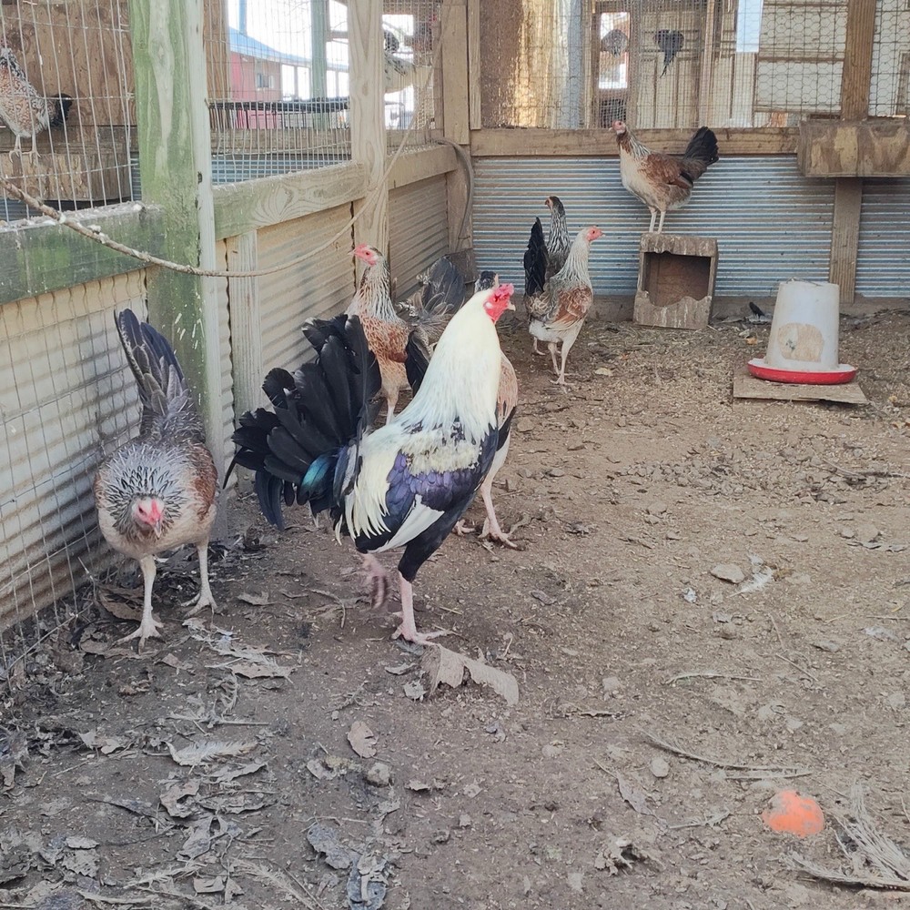 6+ Madigan Chicken Hatching Eggs